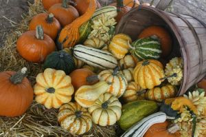 Gourds